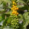 Yellow Bourbon: Brazil’s Comfort Coffee
