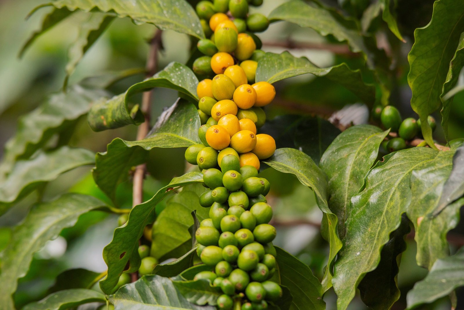 Yellow Bourbon: Brazil’s Comfort Coffee