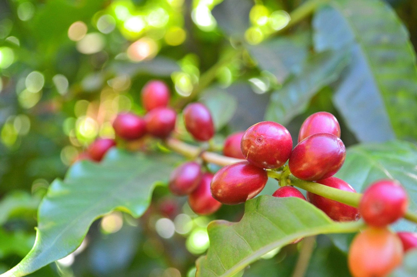 Geisha: The Holy Grail of Specialty Coffee
