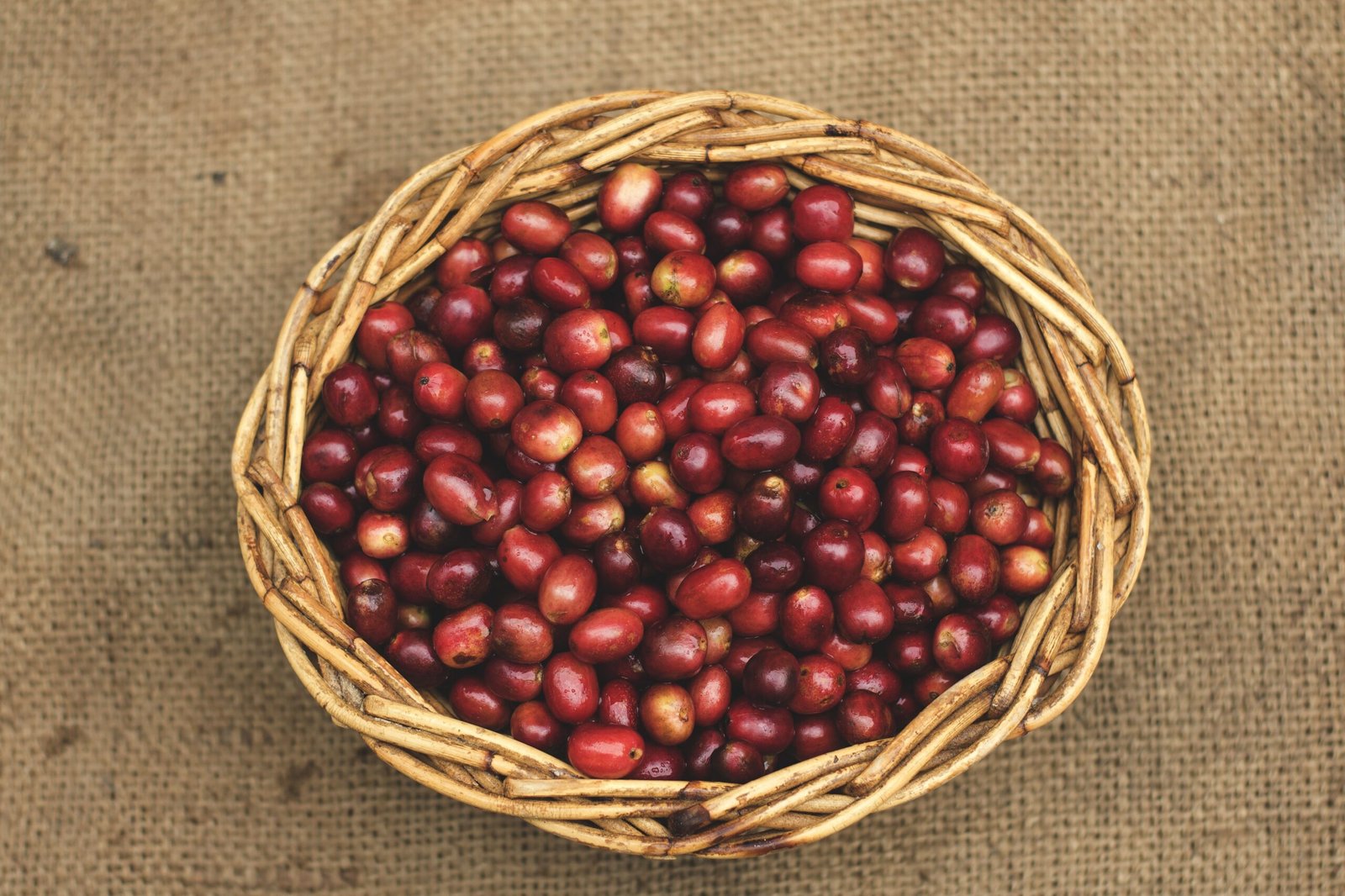 Ethiopia Guji Hua Kui Natural Medium Roast | Specialty Coffee Beans - Image 4