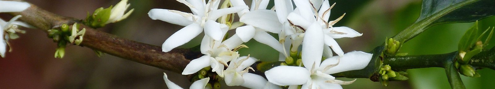 falco-coffee-blossom-280734 1